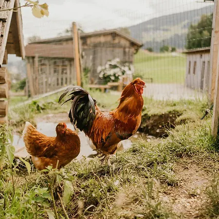 Hoferhof -dachstein *