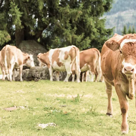 Hoferhof -dachstein Prázdninový dům Schladming