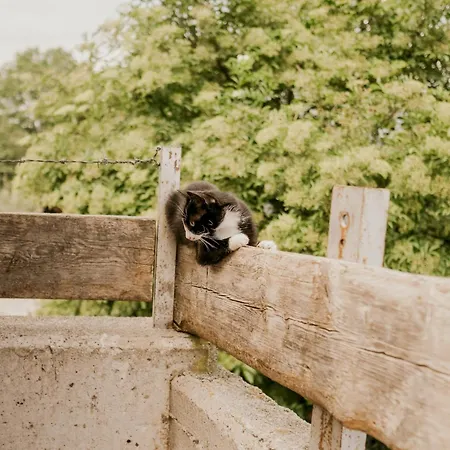 Hoferhof -dachstein בית נופש