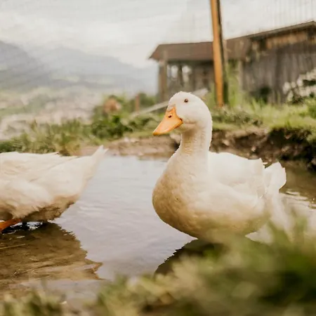 Hoferhof Schladming -Dachstein Holiday home *