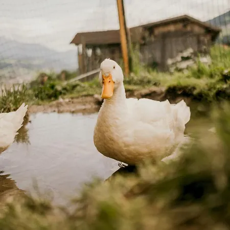 Hoferhof Schladming -Dachstein