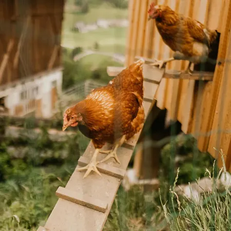 Hoferhof Schladming -Dachstein *
