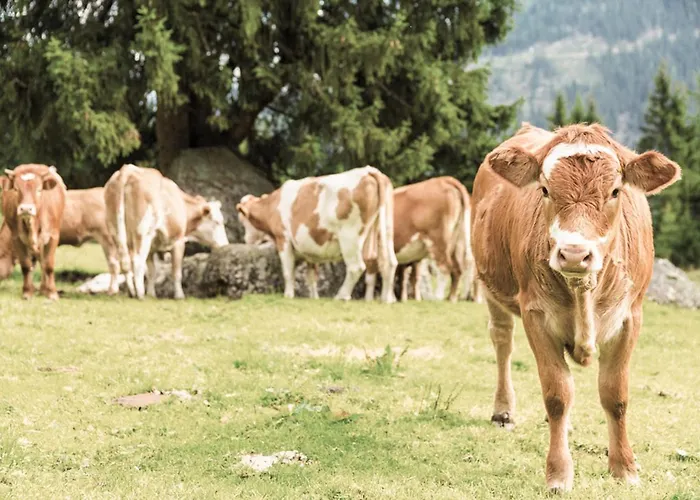 Hoferhof -dachstein Vakantiehuis Schladming